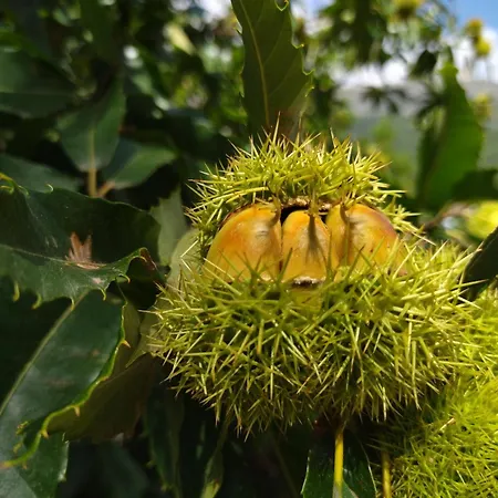 El Balcon Panoramico Del Tietar Mijares