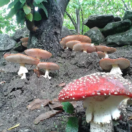 Apartamento El Balcón Panorámico Del Tiétar Mijares (Castile and Leon)