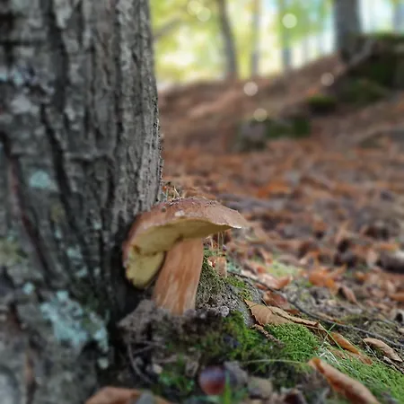 El Balcón Panorámico Del Tiétar Apartamento Mijares (Castile and Leon)