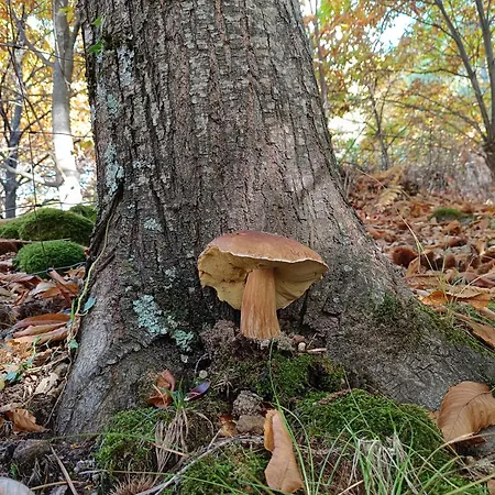 El Balcón Panorámico Del Tiétar Apartamento