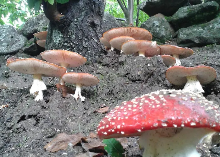 아파트 El Balcon Panoramico Del Tietar Mijares (Castile and Leon)