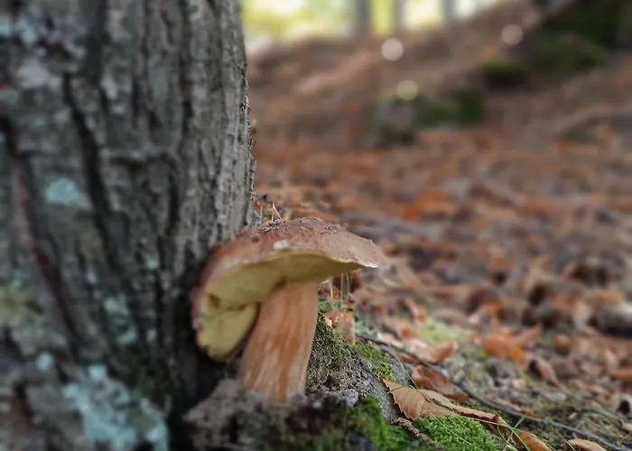 El Balcon Panoramico Del Tietar 아파트 Mijares (Castile and Leon)