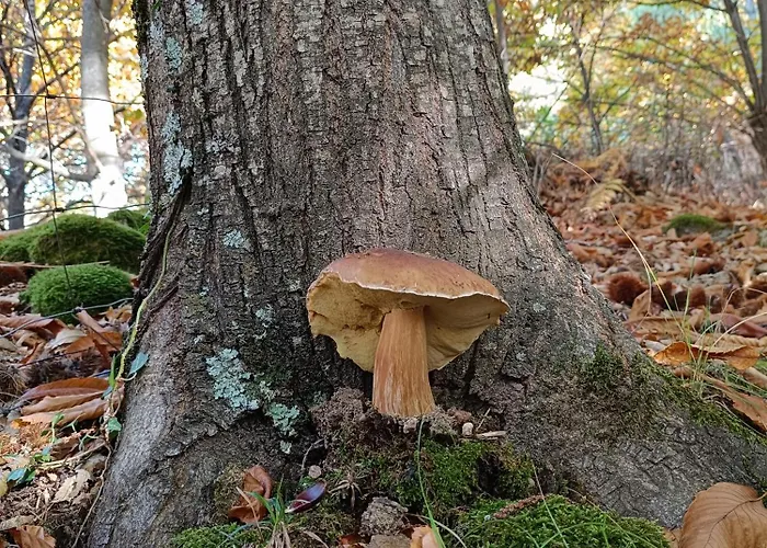 El Balcon Panoramico Del Tietar Apartman